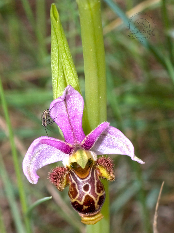 Ophrys_scolopax