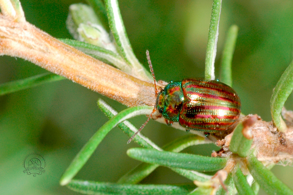 Escarabajo del romero Chrysolina americana