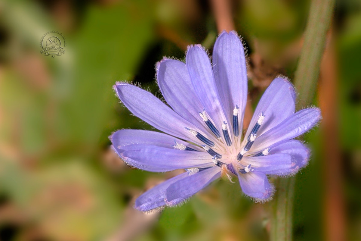 Cichorium intybus achicoria