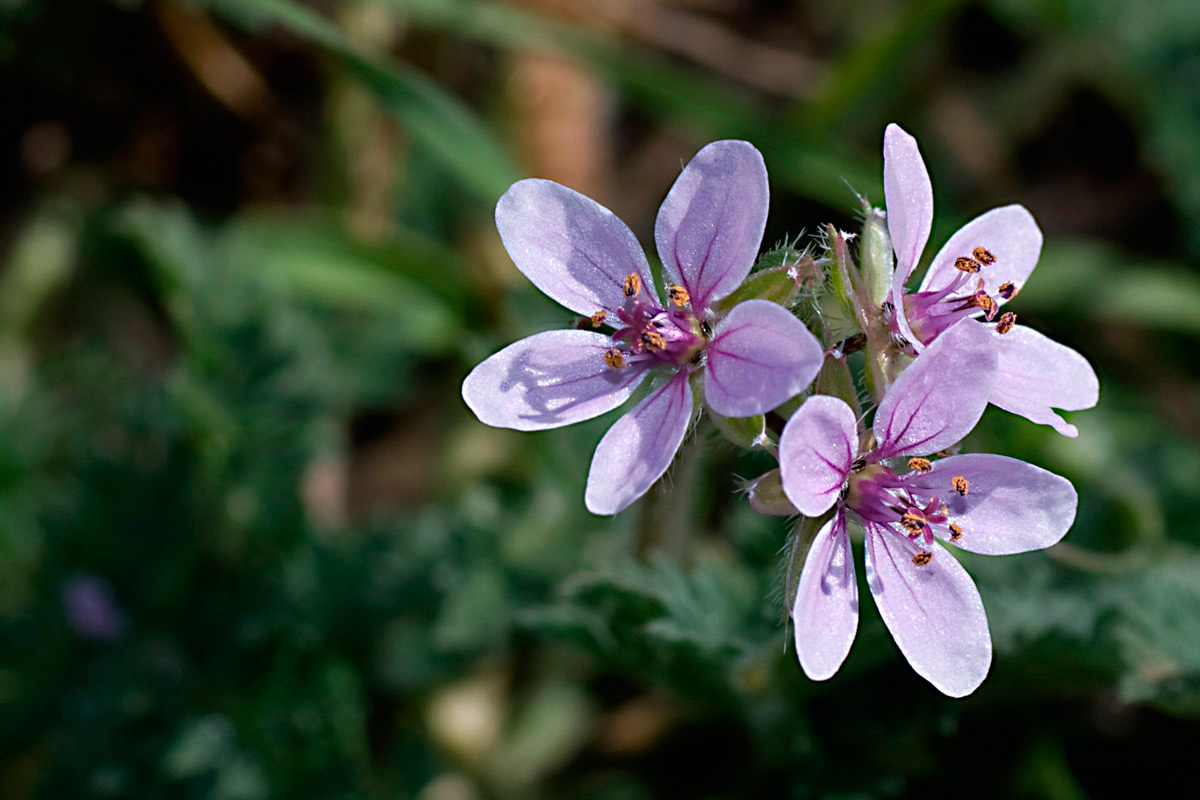 Geranium robertianum Hierba de san roberto