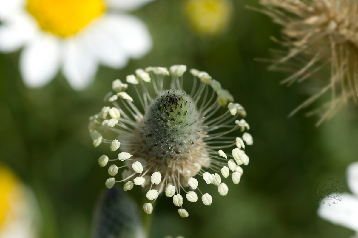 Plantago_lanceolata_Llanten_menor