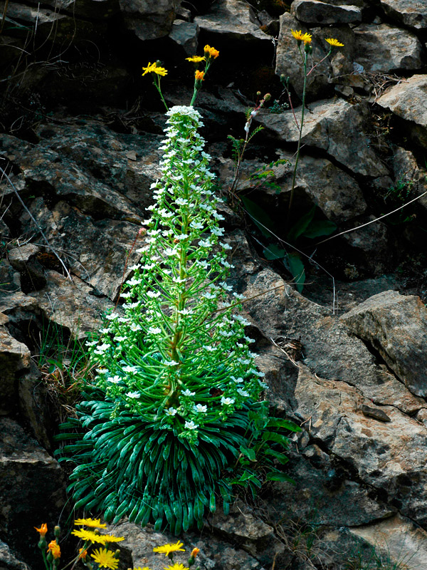Saxifraga-longifolia_Corona_de_rey